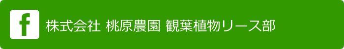 株式会社 桃原農園 観葉植物リース部