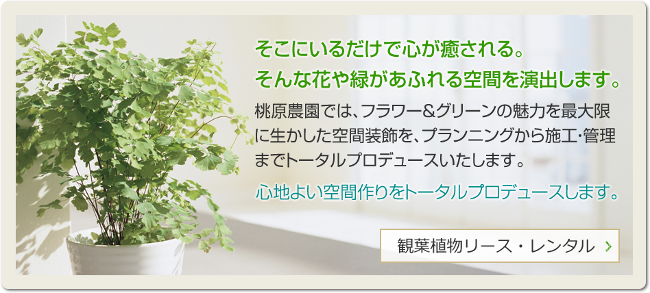 観葉植物リース・レンタル：そこにいるだけで心が癒される。 そんな花や緑があふれる空間を演出します。